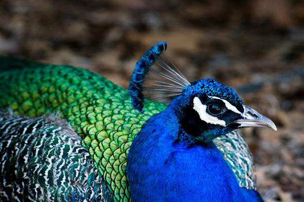 BIRD_by_LytestylePhotography.jpg