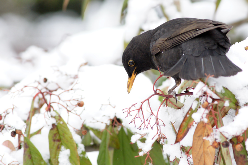 blackbird_04.jpg