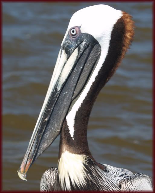 Pelican.jpg