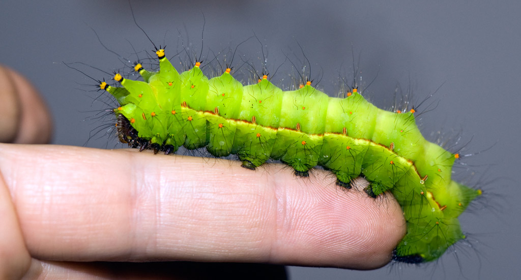 moon_moth_15.jpg