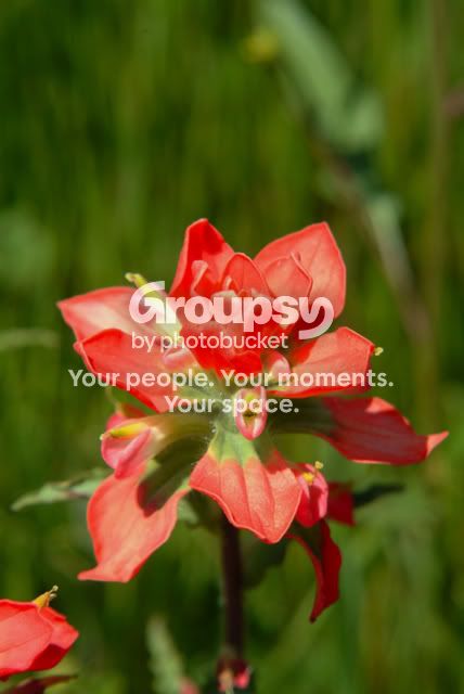 IndianPaintBrush2.jpg