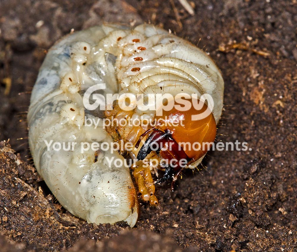 GrubInsects059copy.jpg
