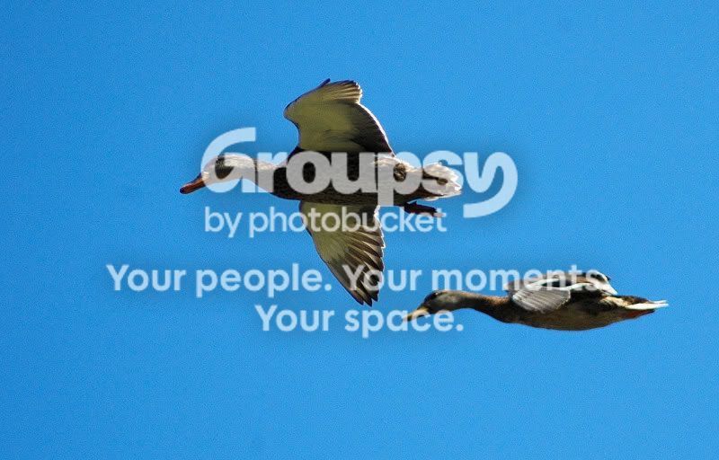 DSC_537801websize.jpg