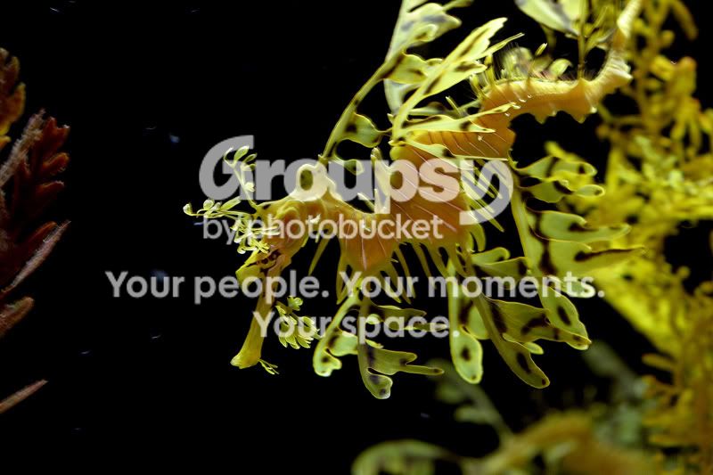 Aquarium0014b.jpg