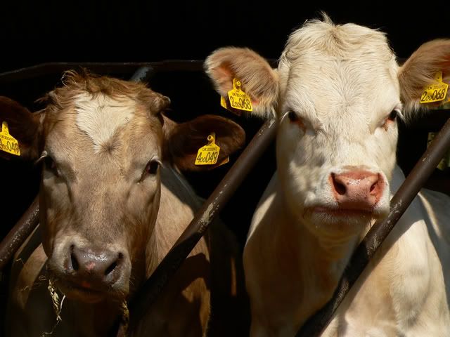 cows.jpg