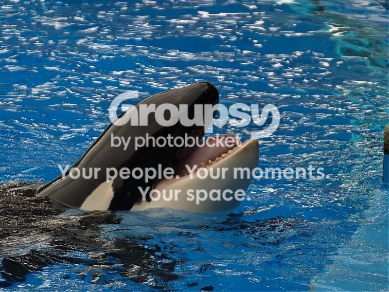 shamu.jpg