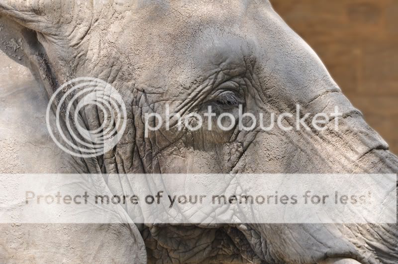 Elephant1824resized.jpg