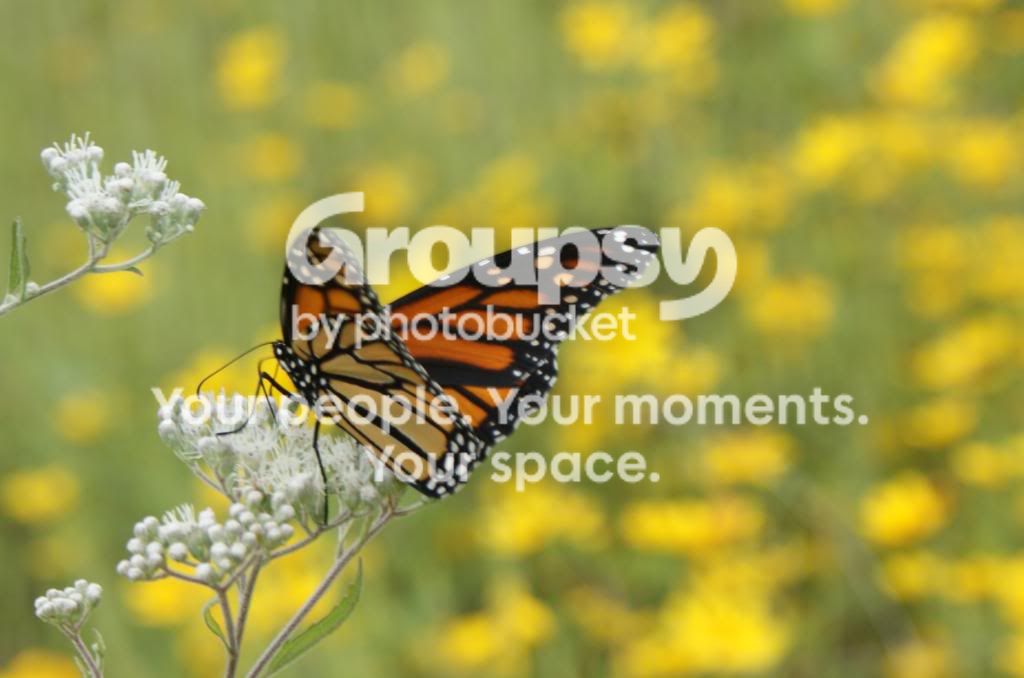 butterfly010-1.jpg