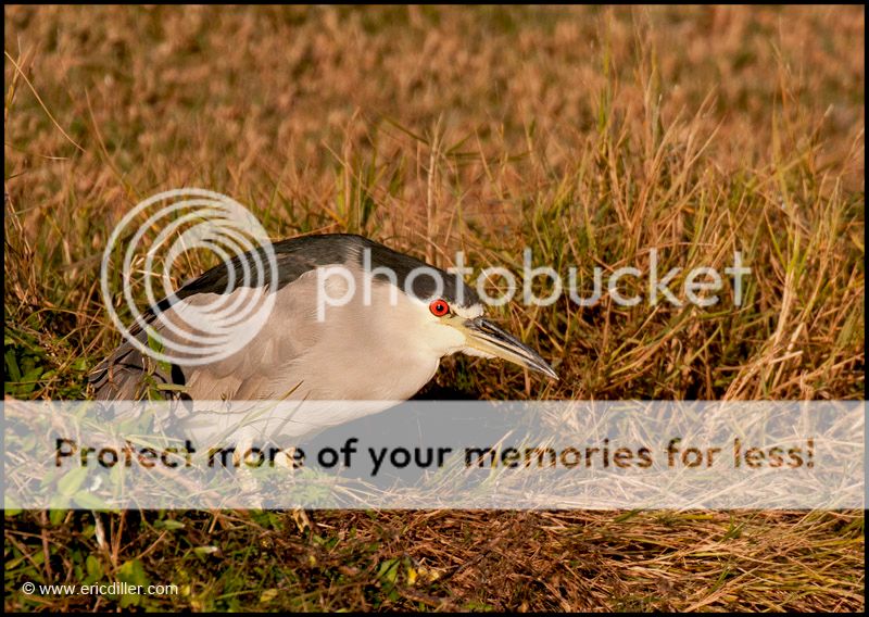 PIC_9006copy.jpg