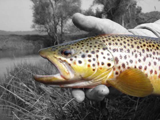 trout6.jpg