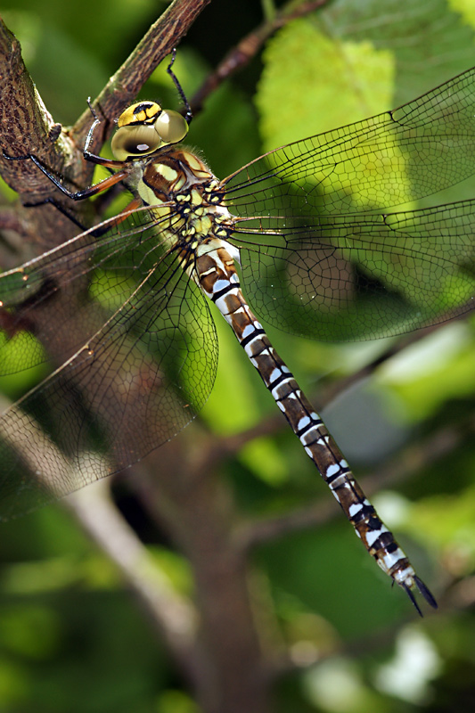 dragonfly_01.jpg