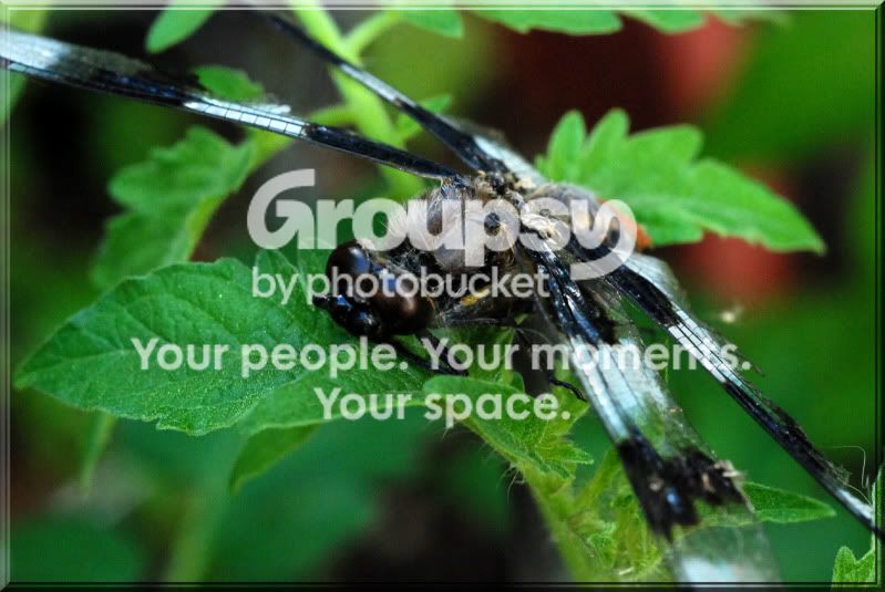 Bug.jpg