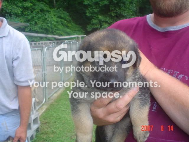 NEWGERMANSHEPARDPUPPY.jpg