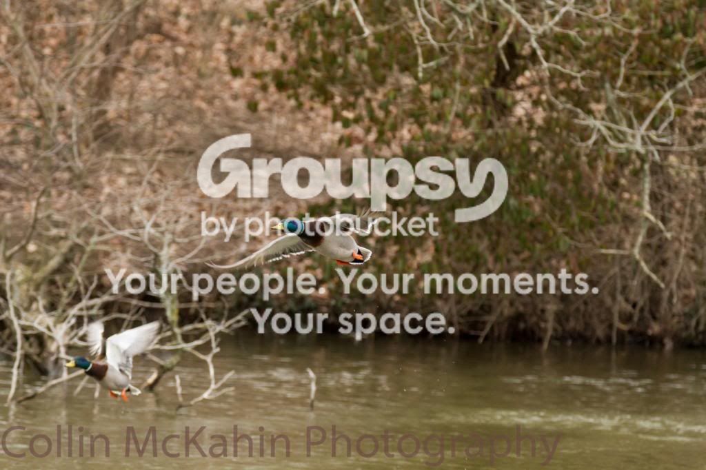 Duck1nocrop.jpg