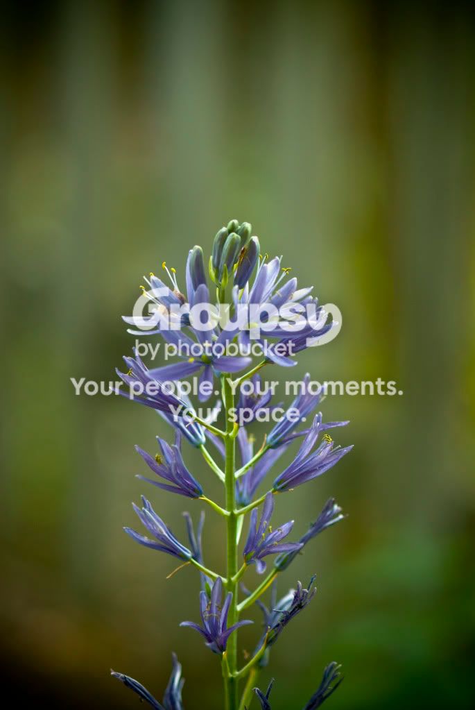 editflower.jpg