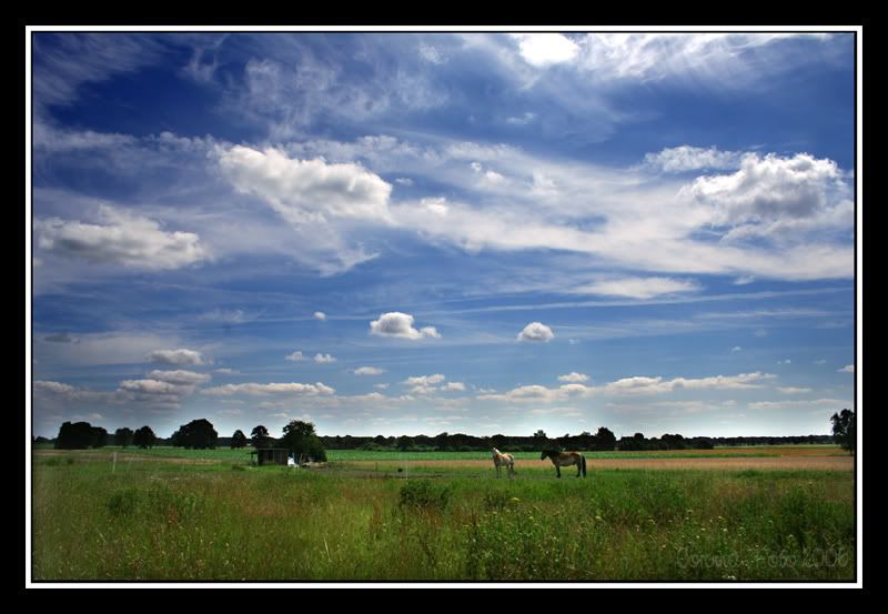 Landscape_Summer.jpg