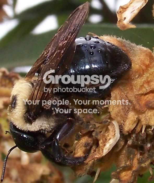 bumble.jpg