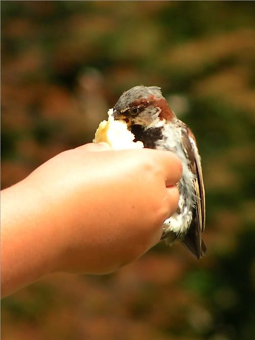 Birds2.jpg