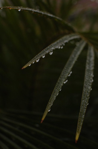 3129058484_6fc23410b7.jpg