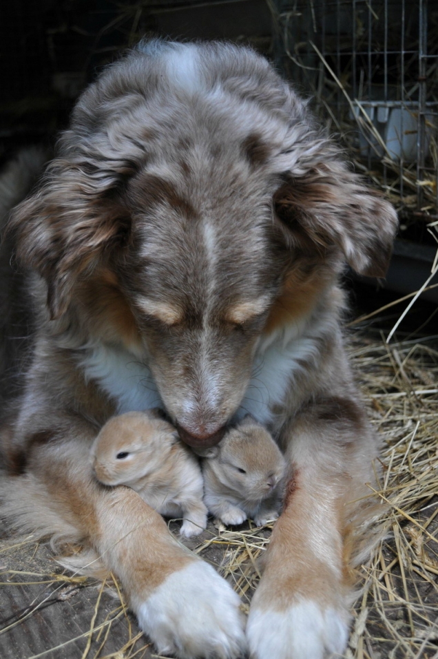 dog-with-bunnies.jpg