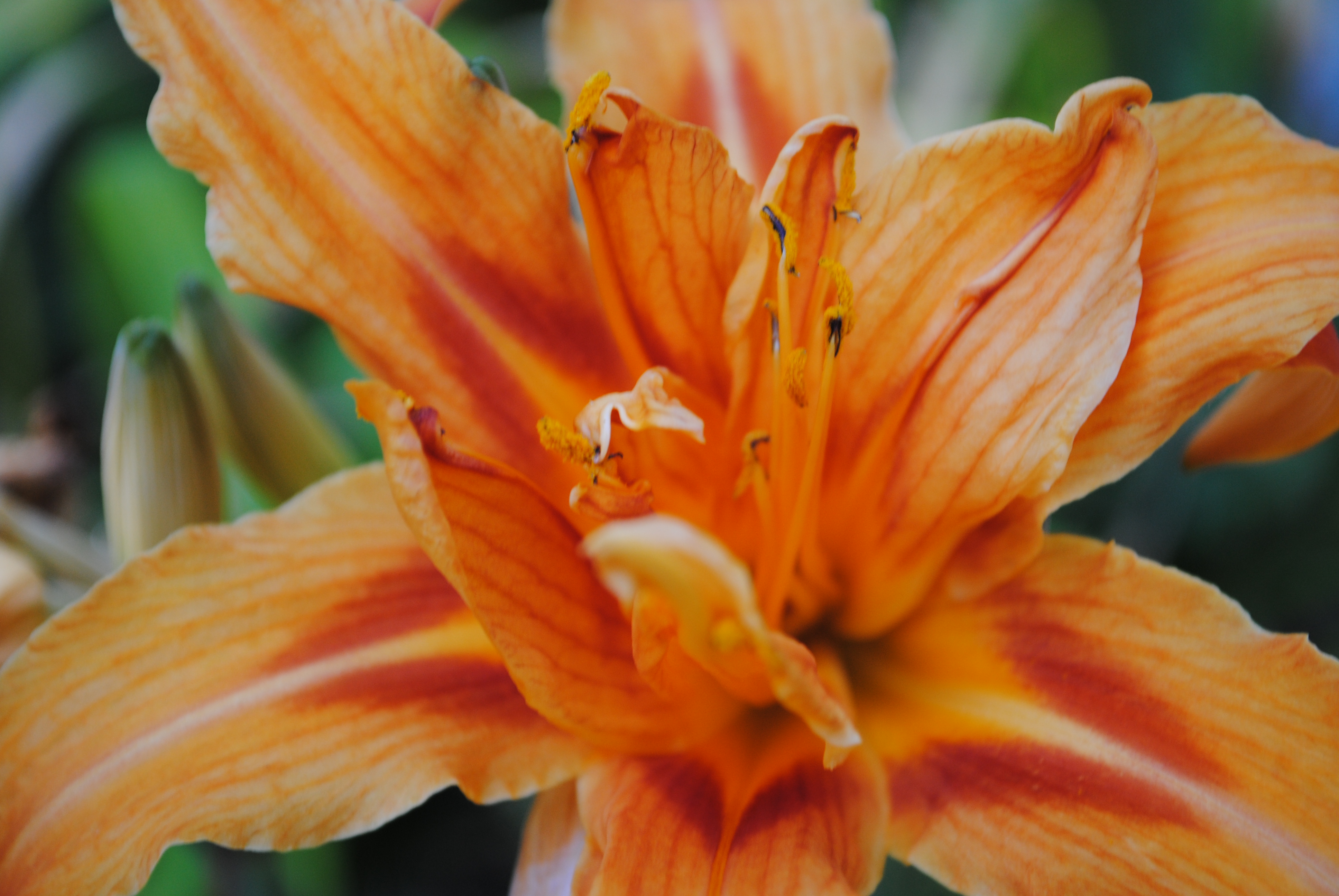 flower_by_snow_fx-d3220hz.jpg