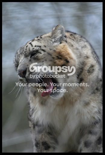 SnowLeopardyawn2.jpg