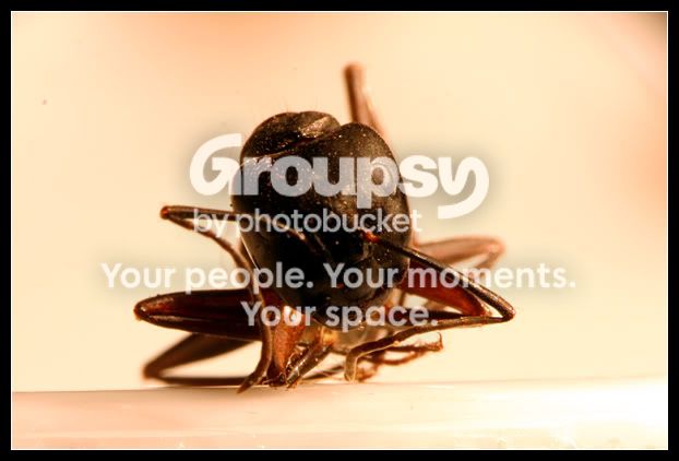 antmacro.jpg