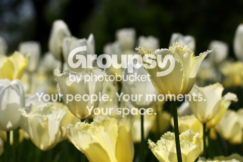 tulip3.jpg