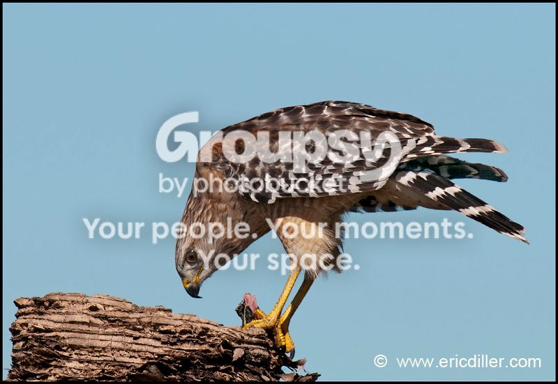 PIC_8645copycopy.jpg