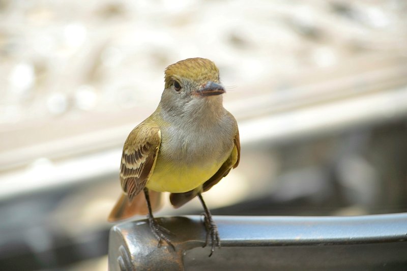 bird1.jpg