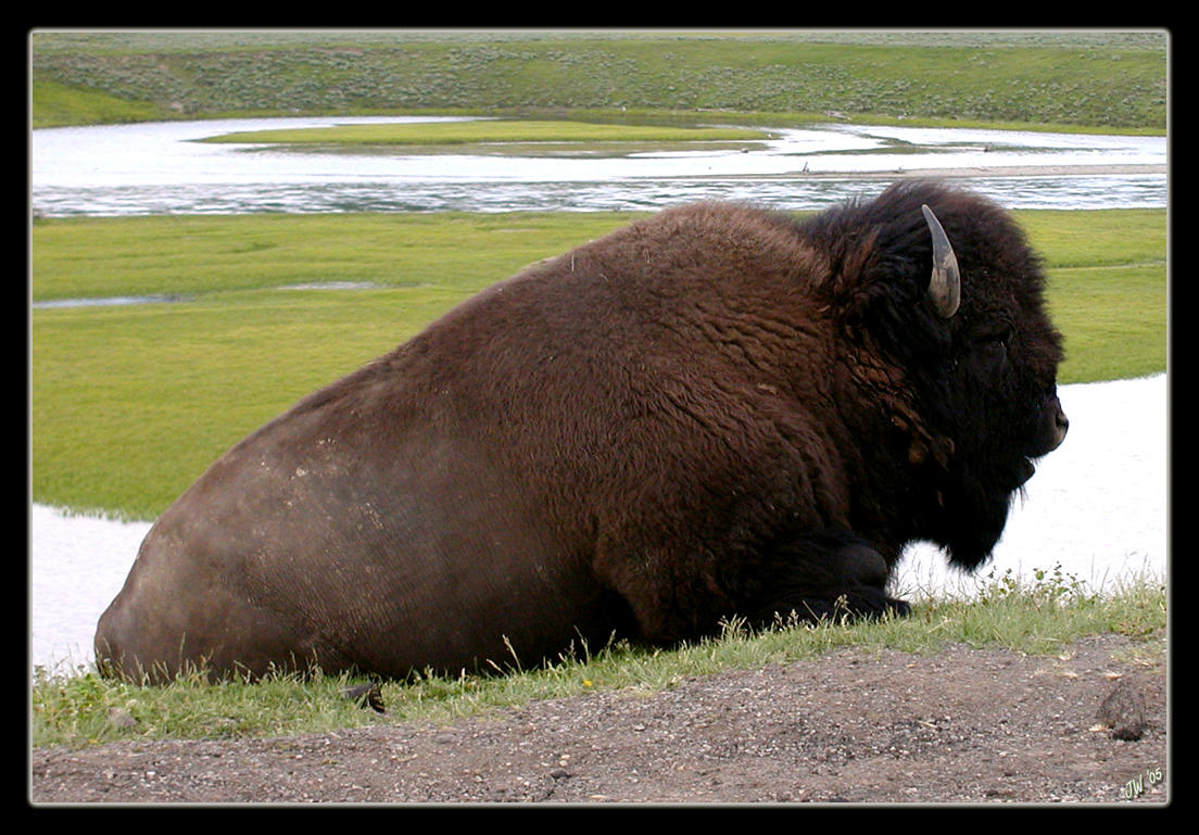 Basking_Bison_by_4fit.jpg