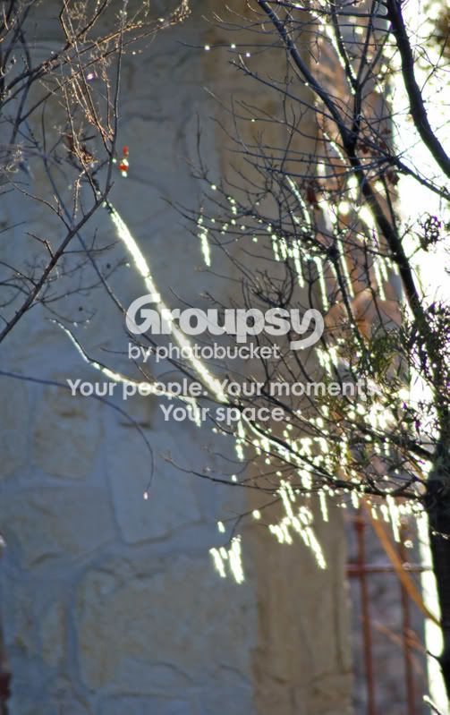 IceontheTree.jpg