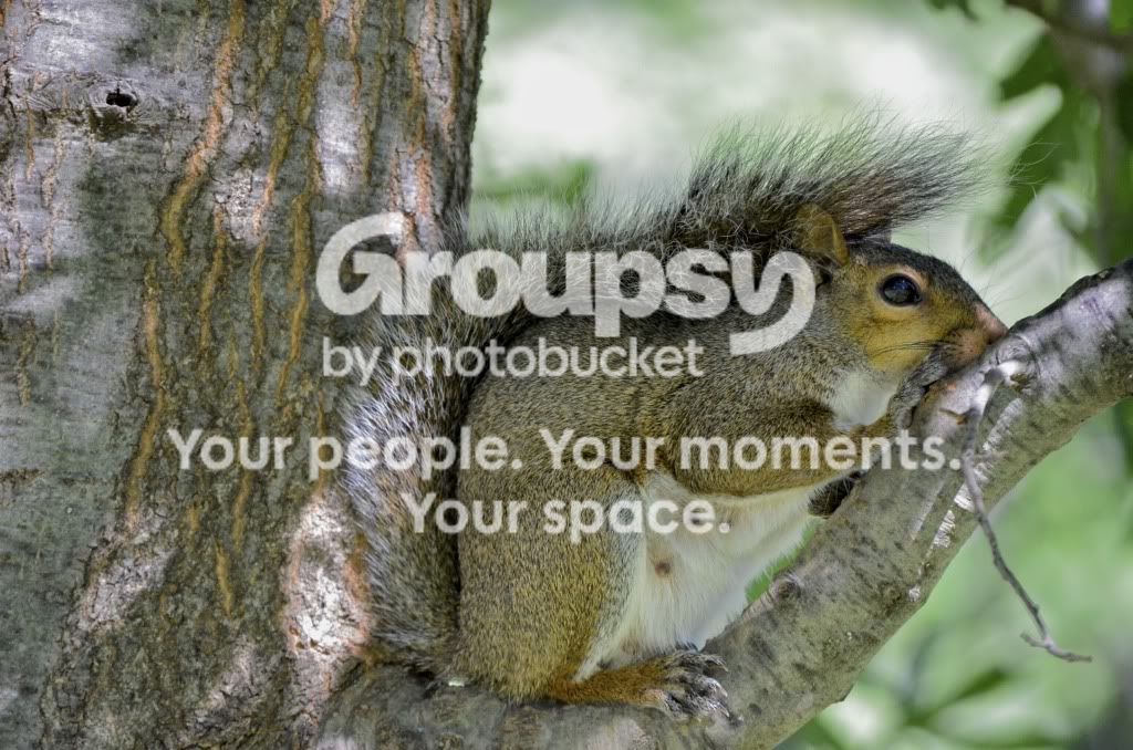 Squirellhiding.jpg