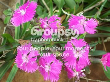 purpleflowers.jpg