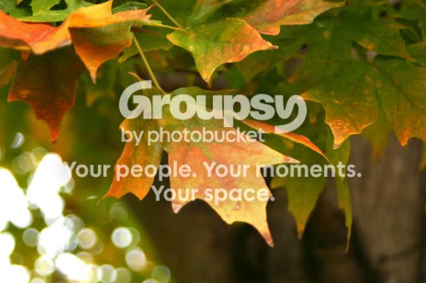 leaves3.jpg