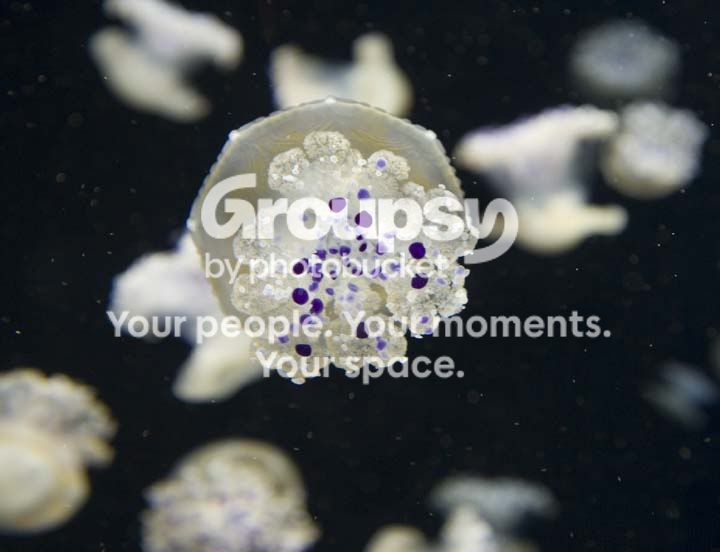 jelly3.jpg