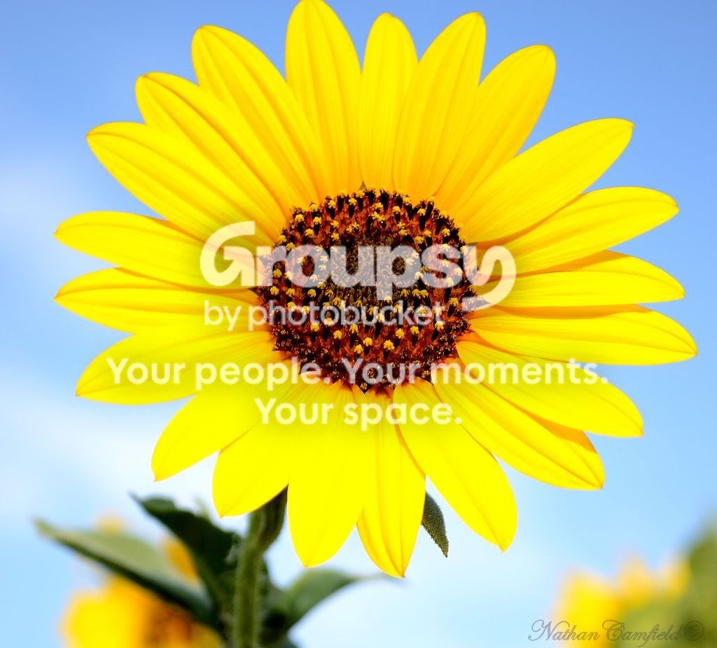 sunflower2.jpg