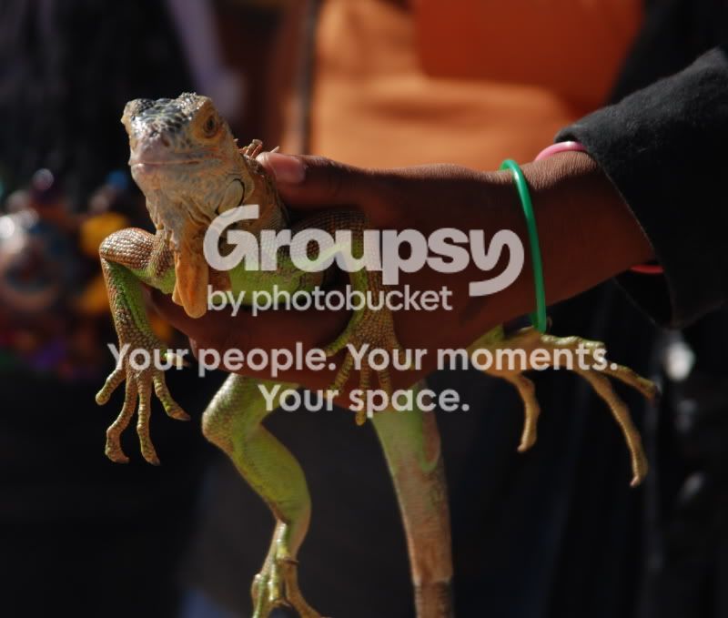 CaboIguana.jpg
