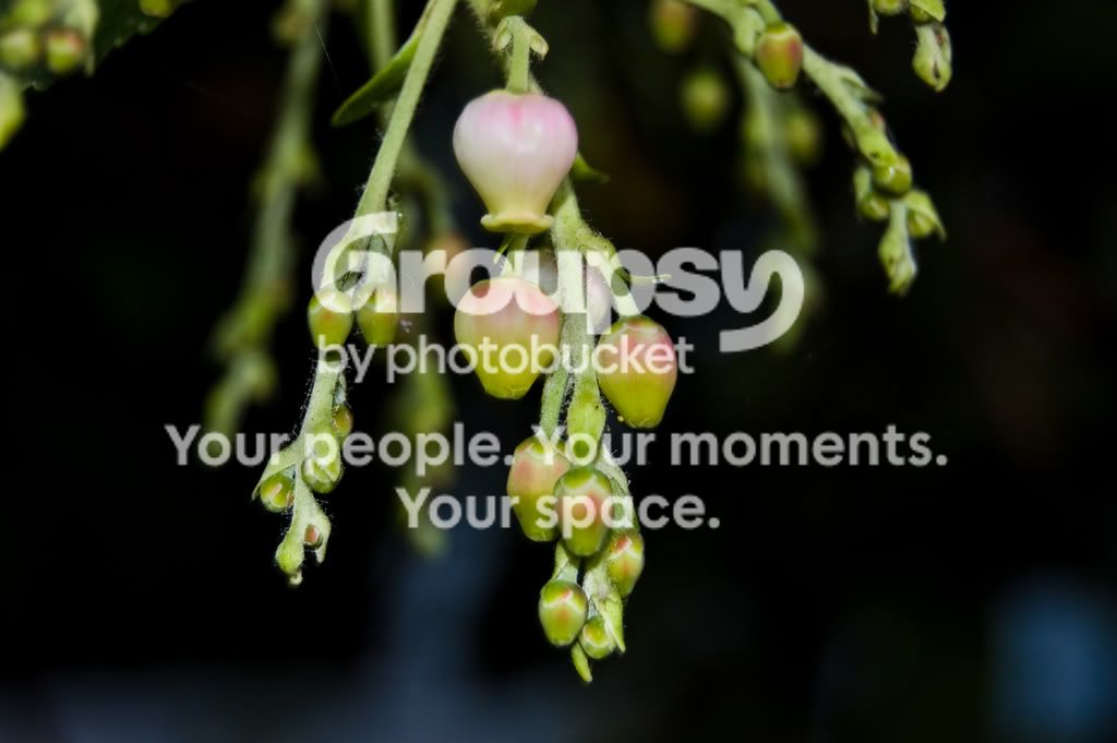 goodberrypic.jpg
