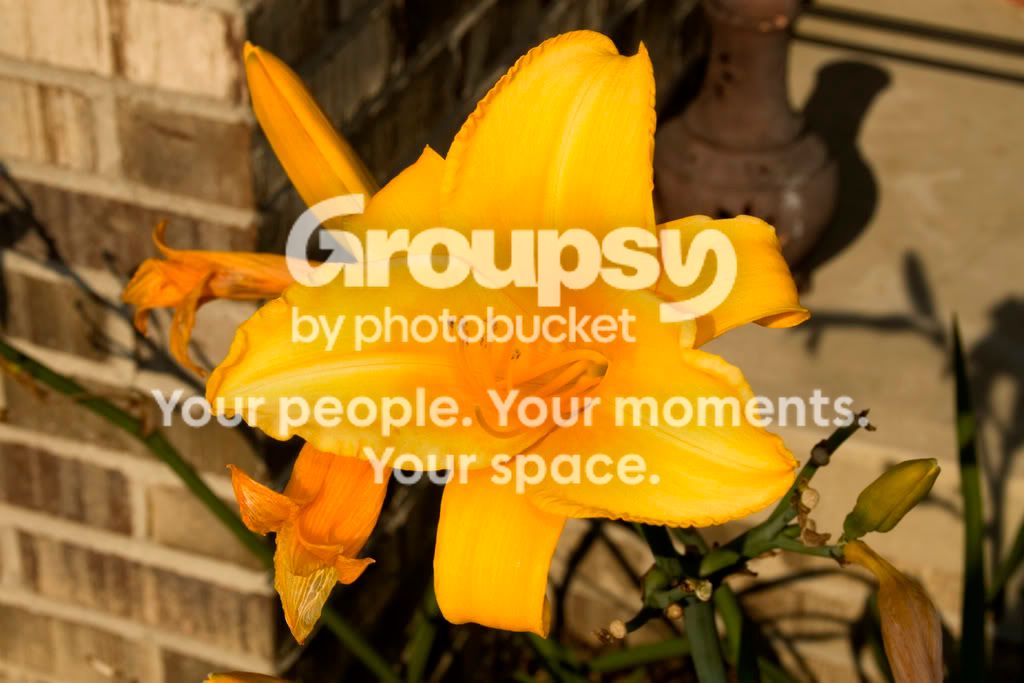 flower.jpg