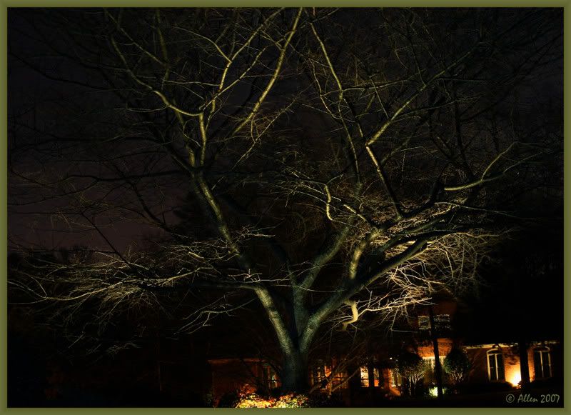 nighttree.jpg