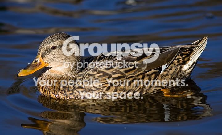 Duck.jpg