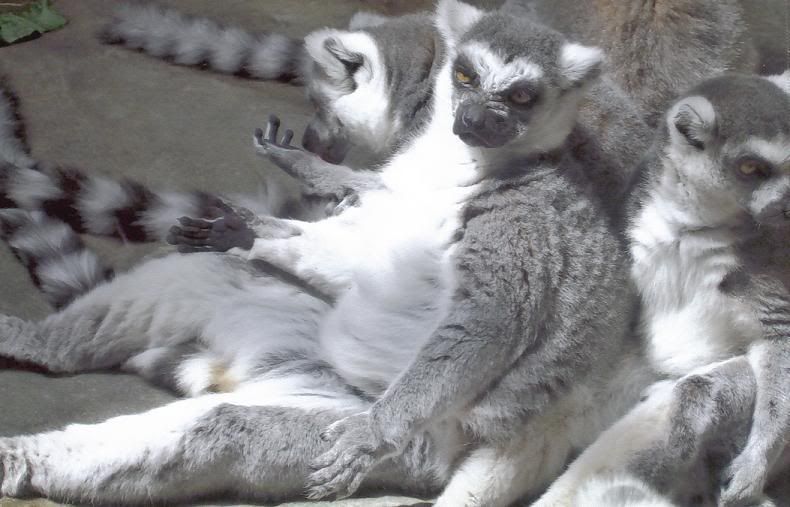 ringtailed.jpg