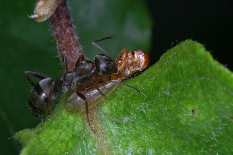 ant3.jpg