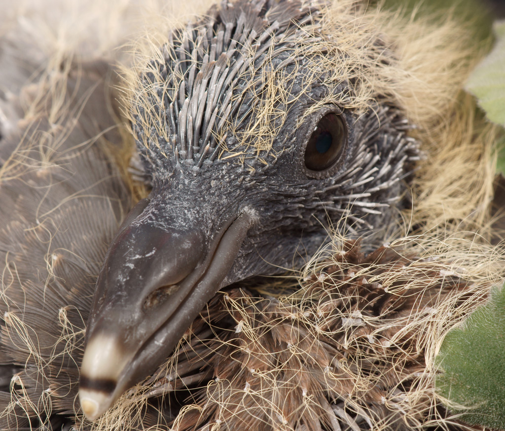 pigion_chick_01.jpg