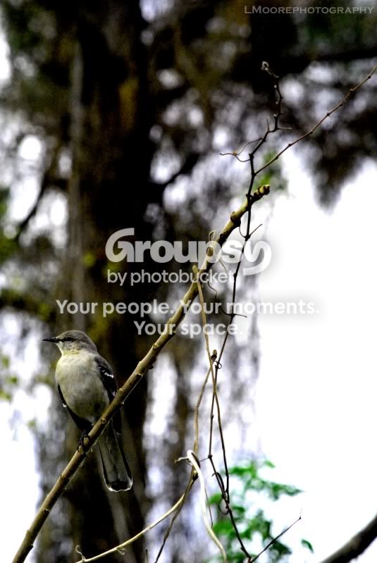 Birdcopy.jpg