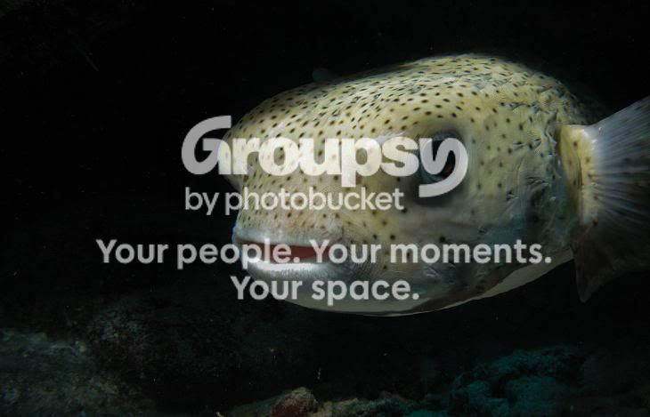 puffer.jpg