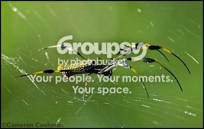 myspace93.jpg