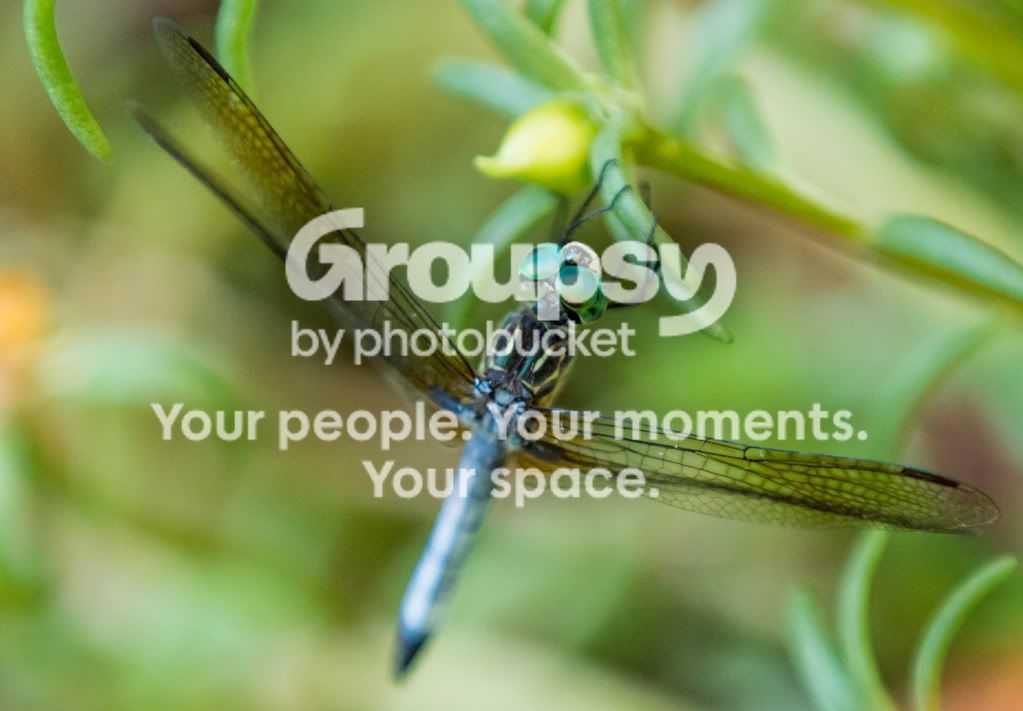 Dragonfly1.jpg