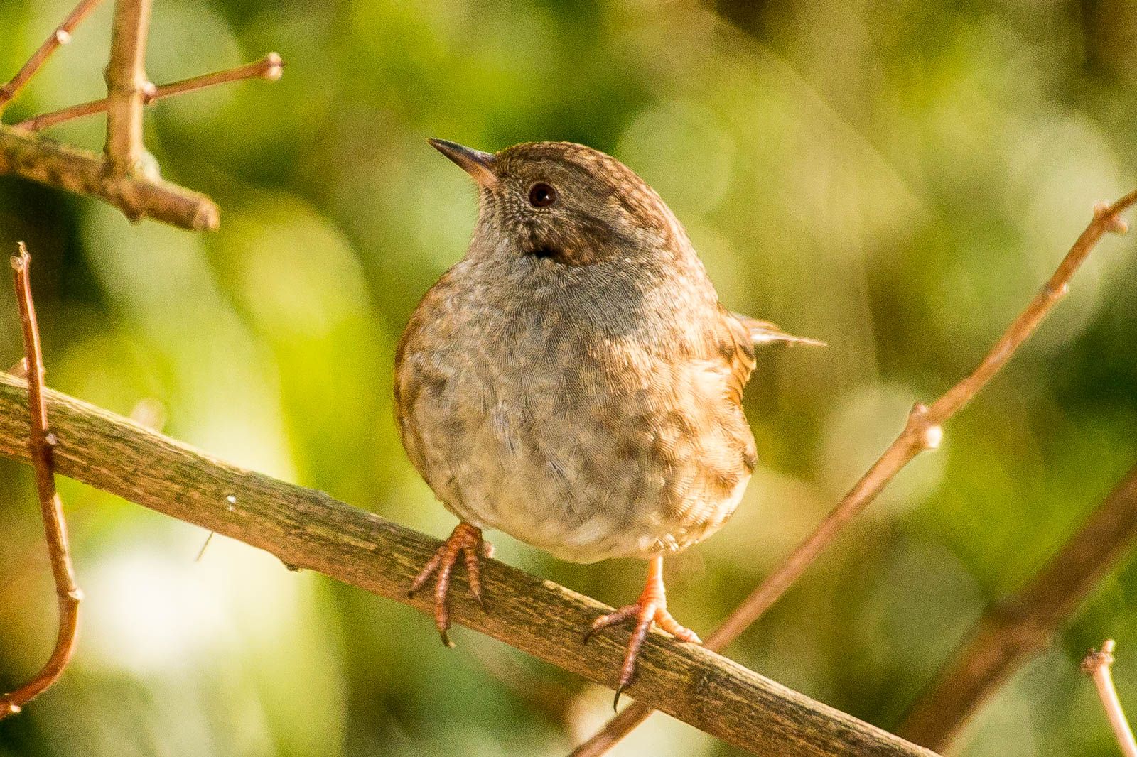Dunnock1_zpslumha67s.jpg